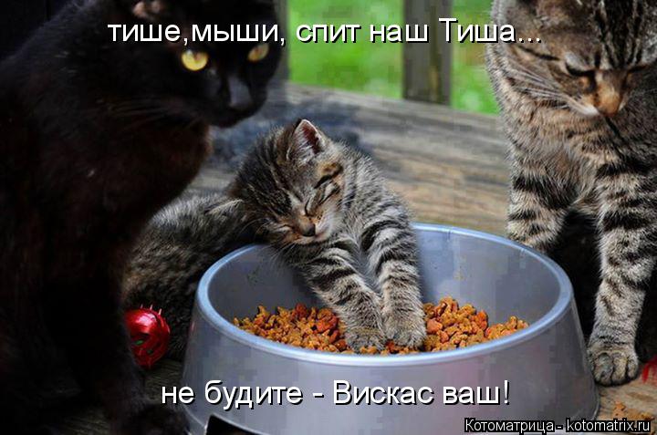 Котоматрица: тише,мыши, спит наш Тиша... не будите - Вискас ваш!