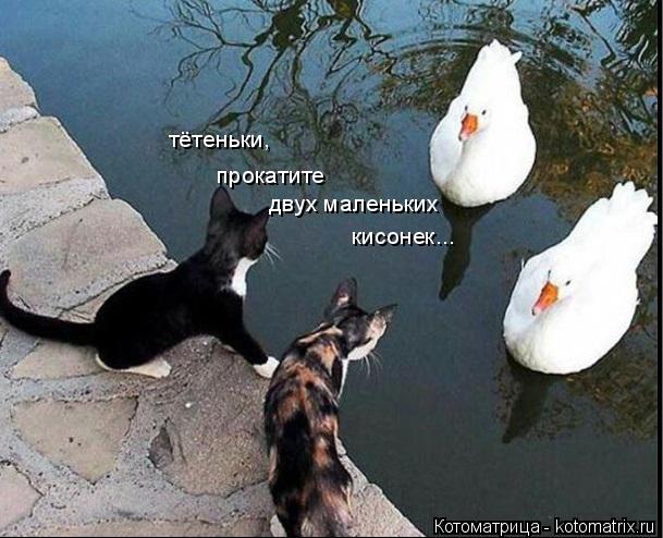 Котоматрица: тётеньки, прокатите  двух маленьких  кисонек...