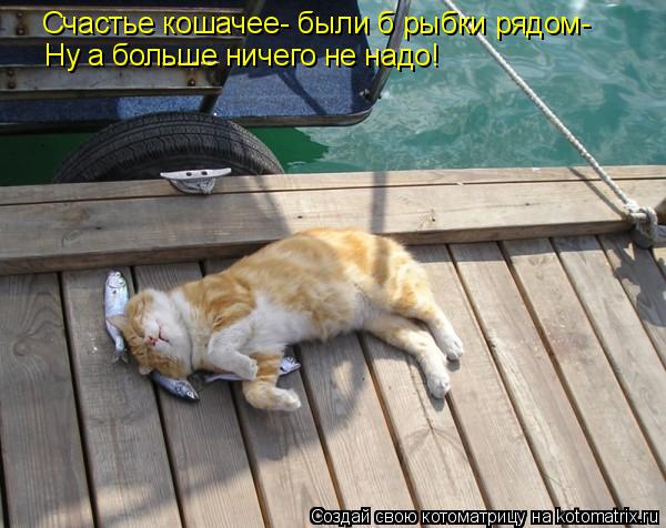 Котоматрица: Счастье кошачее- были б рыбки рядом- Ну а больше ничего не надо!