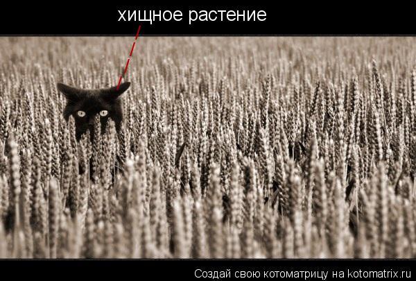 Котоматрица: хищное растение / / / /
