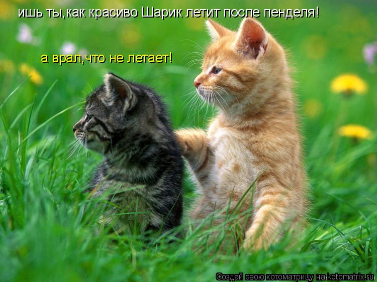 Котоматрица: ишь ты,как красиво Шарик летит после пенделя! а врал,что не летает!