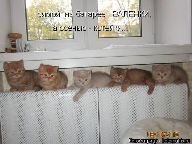 Котоматрица: зимой  на батарее - ВАЛЕНКИ, а осенью - котейки...