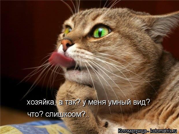 Котоматрица: хозяйка, а так? у меня умный вид? что? слишкоом?..