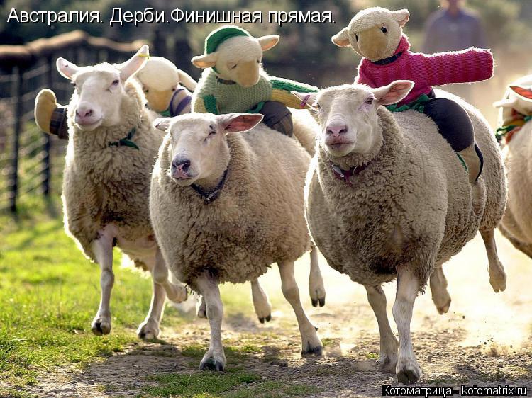 Котоматрица: Австралия. Дерби.Финишная прямая.