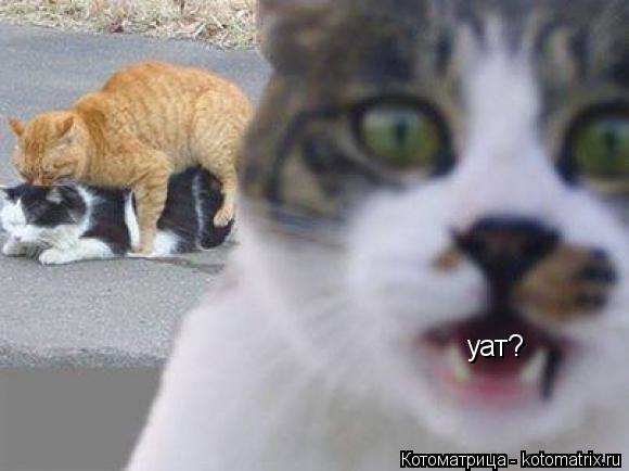 Котоматрица: уат?