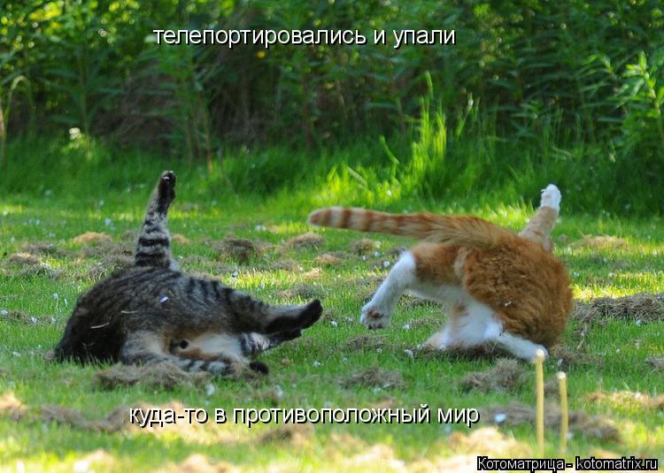 телепортировались и упали куда-то в противоположный мир... Котоматрица: телепортировались и упали куда-то в противоположный мир