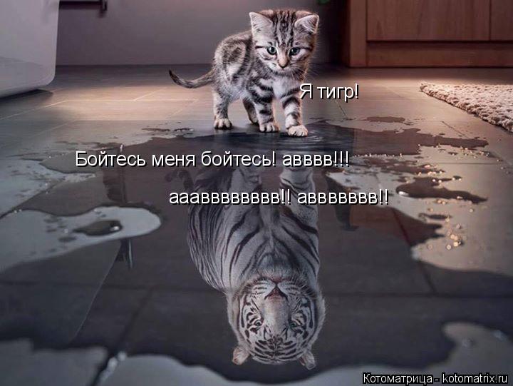 Я тигр! Бойтесь меня бойтесь! авввв!!! ааавввввввв!! аввввввв!!... Котоматрица: Я тигр! Бойтесь меня бойтесь! авввв!!! ааавввввввв!! аввввввв!!