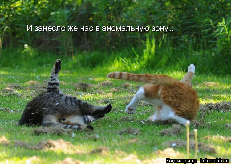 Котоматрица: И занесло же нас в аномальную зону...