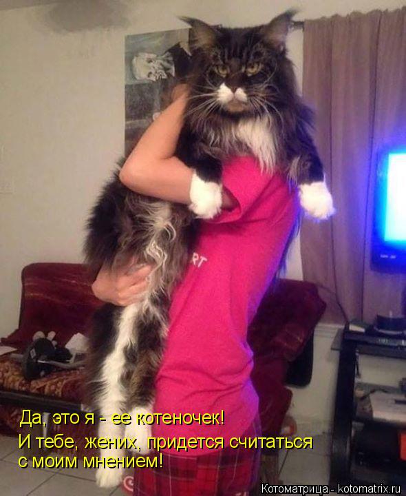Да, это я - ее котеночек! И тебе, жених, придется считаться с моим мнением!... Котоматрица: Да, это я - ее котеночек! И тебе, жених, придется считаться с моим мнением!