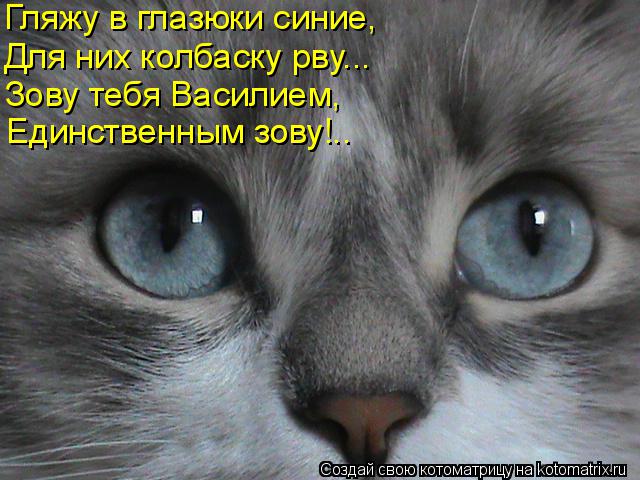 Гляжу в глазюки синие, Для них колбаску рву... Зову тебя Василием, Единственным зову!.. Единственным ... Котоматрица: Гляжу в глазюки синие, Для них колбаску рву... Зову тебя Василием, Единственным зову!.. Единственным зову!..