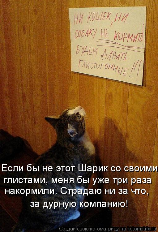 Если бы не этот Шарик со своими глистами, меня бы уже три раза накормили. Страдаю ни за что, за дурн... Котоматрица: Если бы не этот Шарик со своими глистами, меня бы уже три раза накормили. Страдаю ни за что, за дурную компанию!