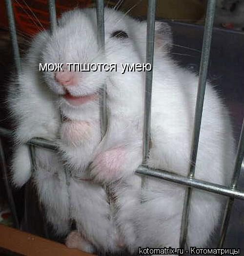 Котоматрица: мож тпшотся умею
