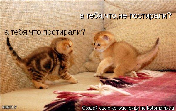 Котоматрица: а тебя,что,не постирали? а тебя,что,постирали?