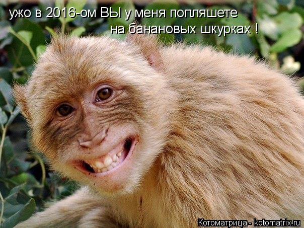 Котоматрица: ужо в 2016-ом ВЫ у меня попляшете  на банановых шкурках !