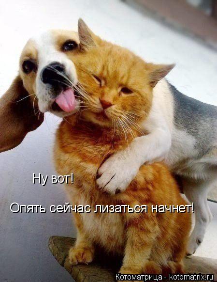 Ну вот! Опять сейчас лизаться начнет!... Котоматрица: Ну вот! Опять сейчас лизаться начнет!
