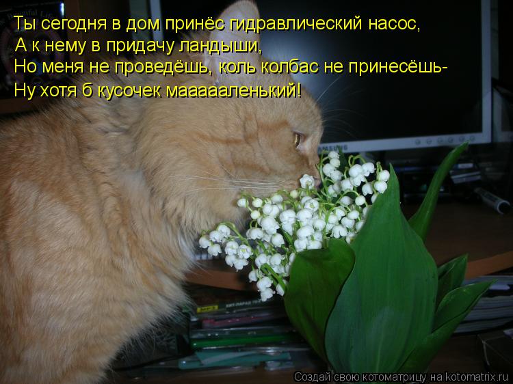 Ты сегодня в дом принёс гидравлический насос, А к нему в придачу ландыши, Но меня не проведёшь, коль ... Котоматрица: Ты сегодня в дом принёс гидравлический насос, А к нему в придачу ландыши, Но меня не проведёшь, коль колбас не принесёшь- Ну хотя б кусочек ма