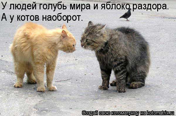 У людей голубь мира и яблоко раздора. А у котов наоборот.... Котоматрица: У людей голубь мира и яблоко раздора. А у котов наоборот.