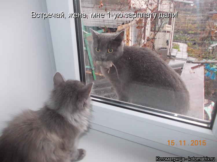 Котоматрица: Встречай, жена, мне 1-ую зарплату дали!