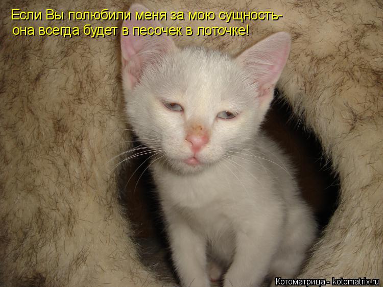 Котоматрица: Если Вы полюбили меня за мою сущность- она всегда будет в песочек в лоточке!