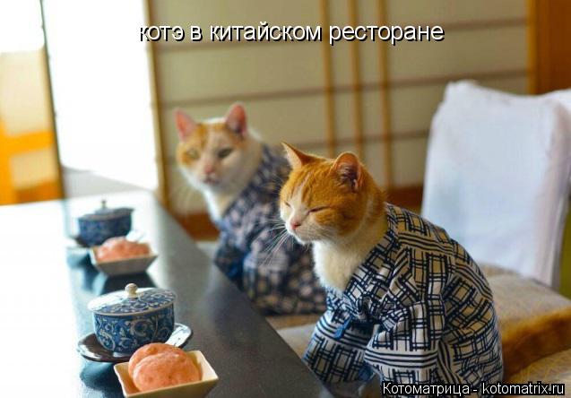 котэ в китайском ресторане... Котоматрица: котэ в китайском ресторане
