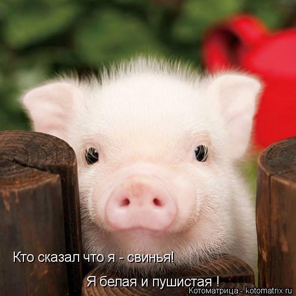 Кто сказал что я - свинья! Я белая и пушистая !... Котоматрица: Кто сказал что я - свинья! Я белая и пушистая !