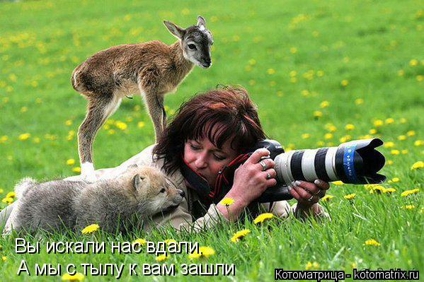 Вы искали нас вдали, А мы с тылу к вам зашли... Котоматрица: Вы искали нас вдали, А мы с тылу к вам зашли