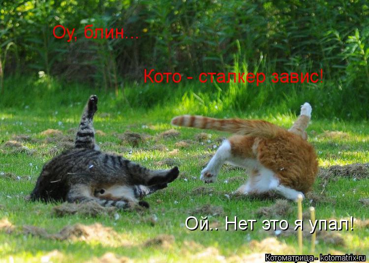 Оу, блин... Кото - сталкер завис! Ой.. Нет это я упал!... Котоматрица: Оу, блин... Кото - сталкер завис! Ой.. Нет это я упал!