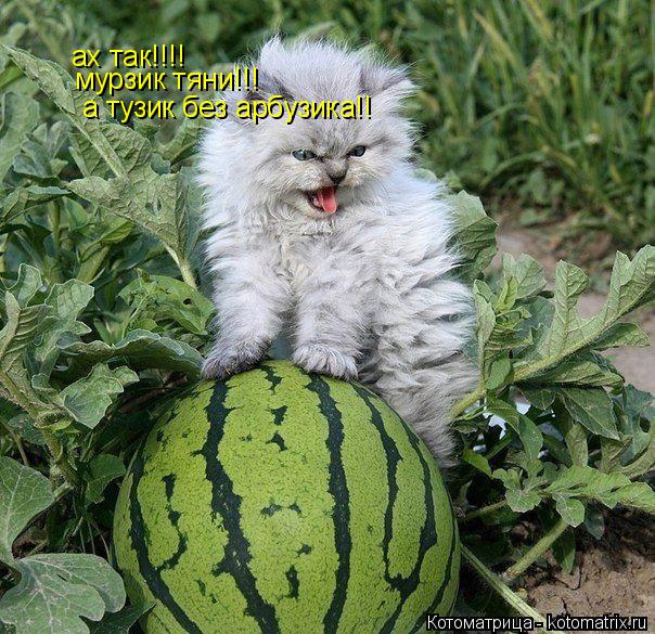 Котоматрица: ах так!!!! мурзик тяни!!! а тузик без арбузика!!