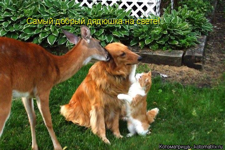Котоматрица: Самый добрый дядюшка на свете!