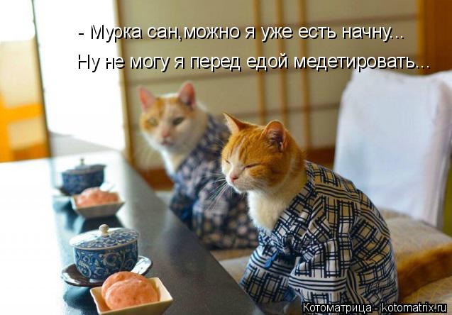 - Мурка сан,можно я уже есть начну... Ну не могу я перед едой медетировать...... Котоматрица: - Мурка сан,можно я уже есть начну... Ну не могу я перед едой медетировать...