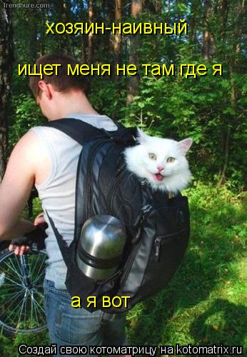 хозяин-наивный ищет меня не там где я а я вот... Котоматрица: хозяин-наивный ищет меня не там где я а я вот