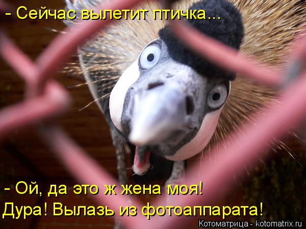 - Сейчас вылетит птичка... - Ой, да это ж жена моя! Дура! Вылазь из фотоаппарата!... Котоматрица: - Сейчас вылетит птичка... - Ой, да это ж жена моя! Дура! Вылазь из фотоаппарата!