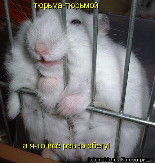 тюрьма-тюрьмой а я-то всё равно сбегу!... Котоматрица: тюрьма-тюрьмой а я-то всё равно сбегу!