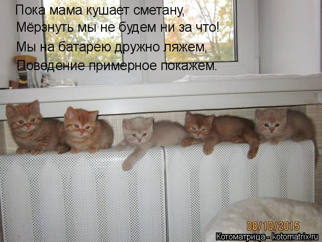 Котоматрица: Пока мама кушает сметану, Мёрзнуть мы не будем ни за что! Мы на батарею дружно ляжем, Поведение примерное покажем.