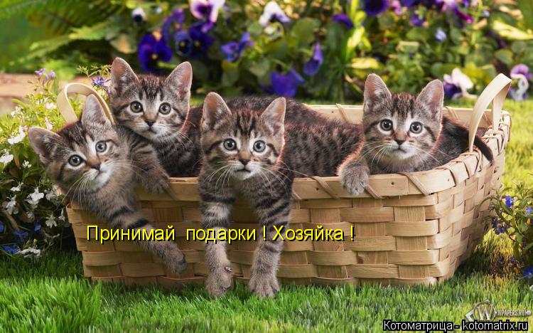 Принимай подарки ! Хозяйка !... Котоматрица: Принимай подарки ! Хозяйка !