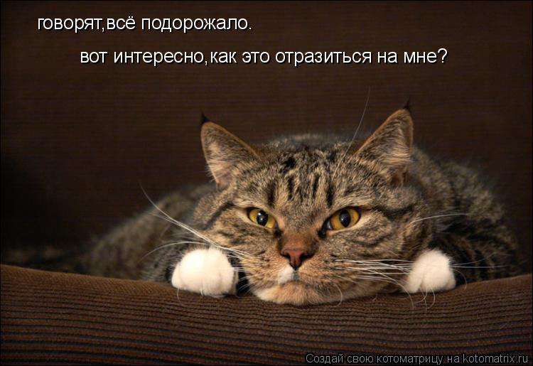 Котоматрица: говорят,всё подорожало.  вот интересно,как это отразиться на мне?