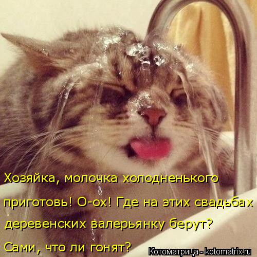 Хозяйка, молочка холодненького приготовь! О-ох! Где на этих свадьбах деревенских валерьянку берут? ... Котоматрица: Хозяйка, молочка холодненького приготовь! О-ох! Где на этих свадьбах деревенских валерьянку берут? Сами, что ли гонят?