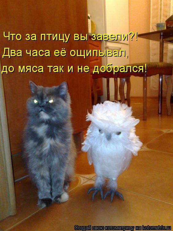 Что за птицу вы завели?! Два часа её ощипывал, до мяса так и не добрался!... Котоматрица: Что за птицу вы завели?! Два часа её ощипывал, до мяса так и не добрался!