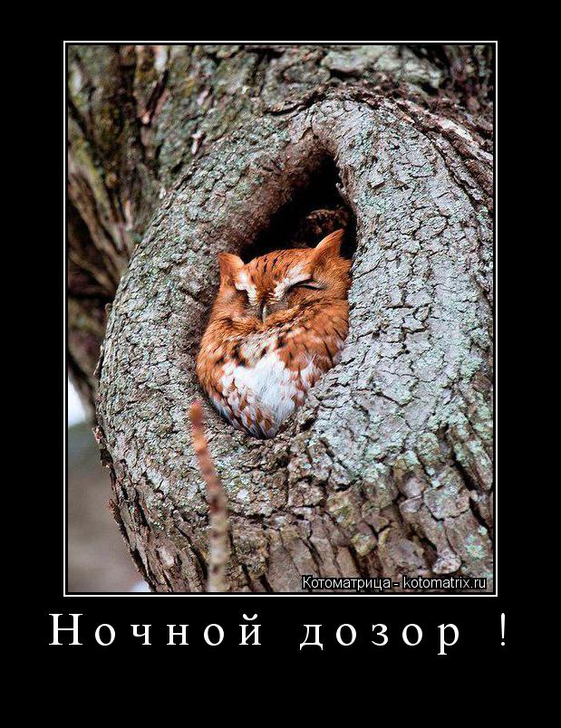 Ночной дозор ! ... Котоматрица: Ночной дозор !
