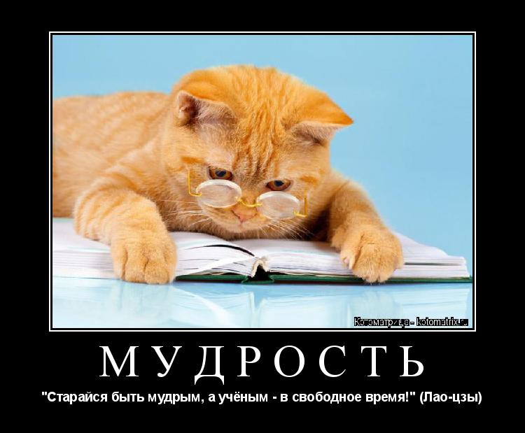 МУДРОСТЬ "Старайся быть мудрым, а учёным - в свободное время!" (Лао-цзы)... Котоматрица: МУДРОСТЬ "Старайся быть мудрым, а учёным - в свободное время!" (Лао-цзы)