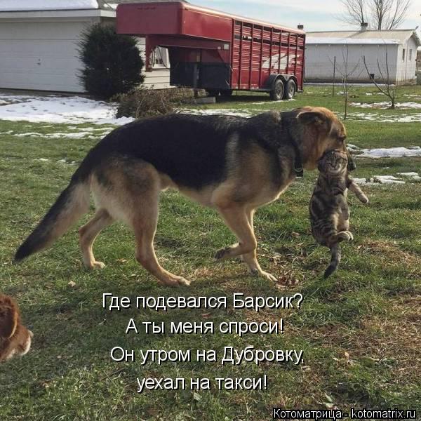 А ты меня спроси! Он утром на Дубровку, уехал на такси! Где подевался Барсик?... Котоматрица: А ты меня спроси! Он утром на Дубровку, уехал на такси! Где подевался Барсик?