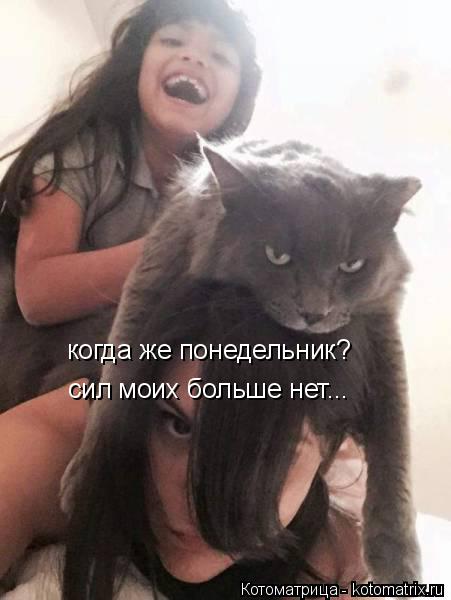 когда же понедельник? сил моих больше нет...... Котоматрица: когда же понедельник? сил моих больше нет...
