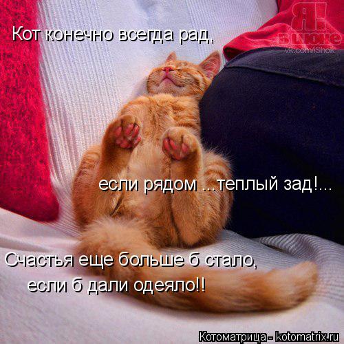 Кот конечно всегда рад, если рядом ...теплый зад!... Счастья еще больше б стало, если б дали одеяло!!... Котоматрица: Кот конечно всегда рад, если рядом ...теплый зад!... Счастья еще больше б стало, если б дали одеяло!!