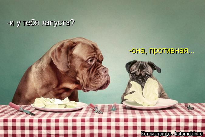 -и у тебя капуста? -она, противная...... Котоматрица: -и у тебя капуста? -она, противная...