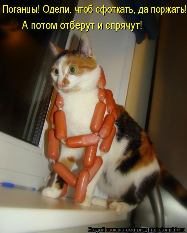 Поганцы! Одели, чтоб сфоткать, да поржать! А потом отберут и спрячут!... Котоматрица: Поганцы! Одели, чтоб сфоткать, да поржать! А потом отберут и спрячут!