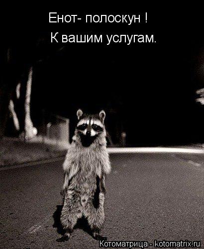 Енот- полоскун ! К вашим услугам.... Котоматрица: Енот- полоскун ! К вашим услугам.