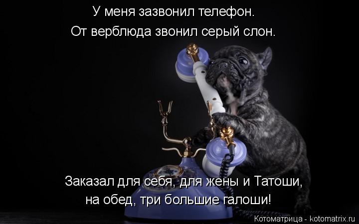 У меня зазвонил телефон. От верблюда звонил серый слон. Заказал для себя, для жены и Татоши, на обед,... Котоматрица: У меня зазвонил телефон. От верблюда звонил серый слон. Заказал для себя, для жены и Татоши, на обед, три большие галоши!