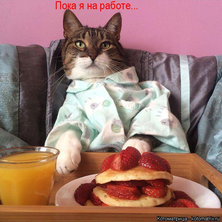 Пока я на работе...... Котоматрица: Пока я на работе...