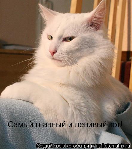 Самый главный и ленивый кот!... Котоматрица: Самый главный и ленивый кот!