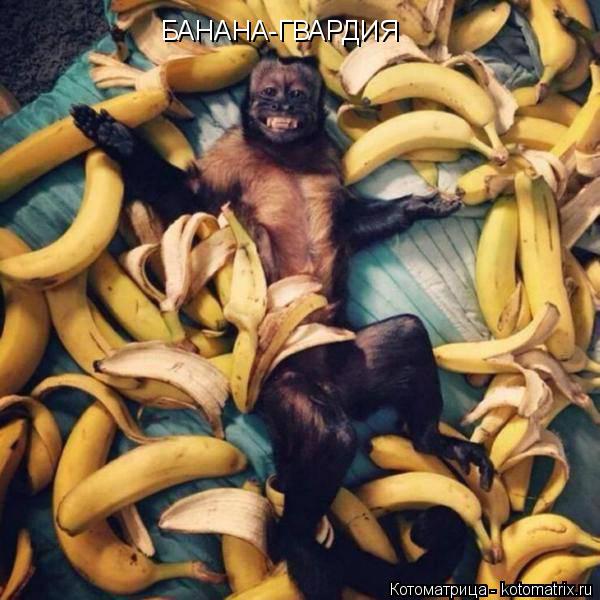 БАНАНА-ГВАРДИЯ... Котоматрица: БАНАНА-ГВАРДИЯ